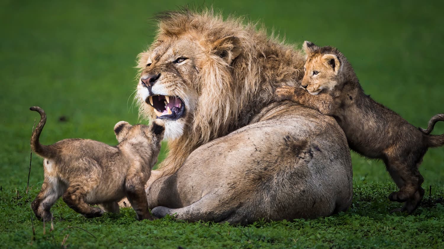 Tanzania Safari