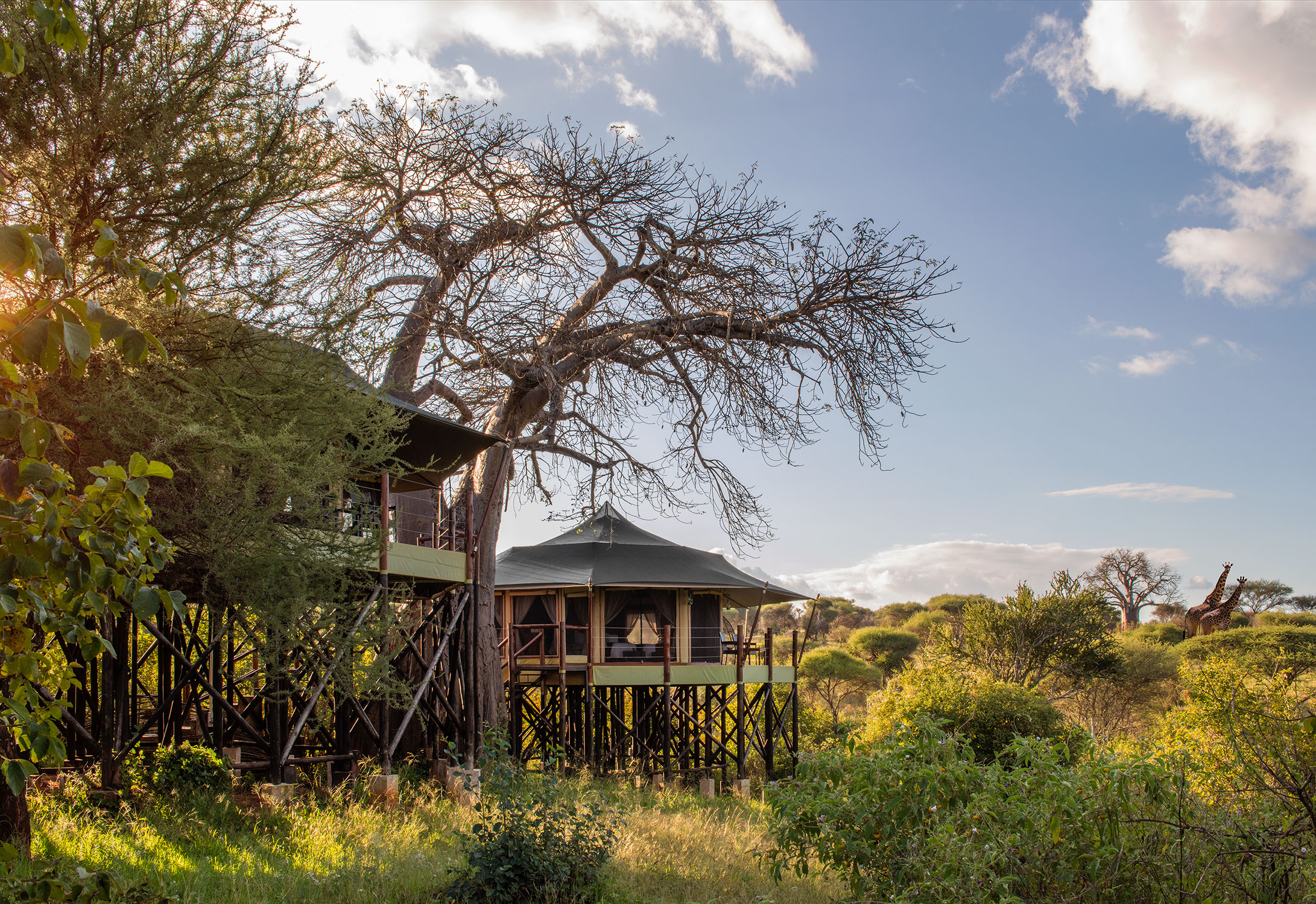 Interior of a luxurious treetop suite at Tarangire Kuro Treetops Lodge