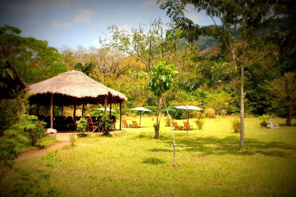 Forest canopy and wildlife near the camp