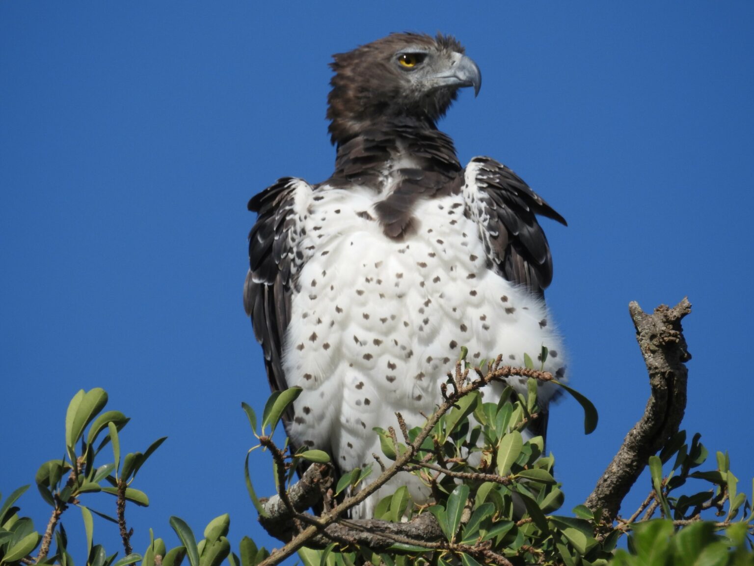 Bird watching in Tanzania