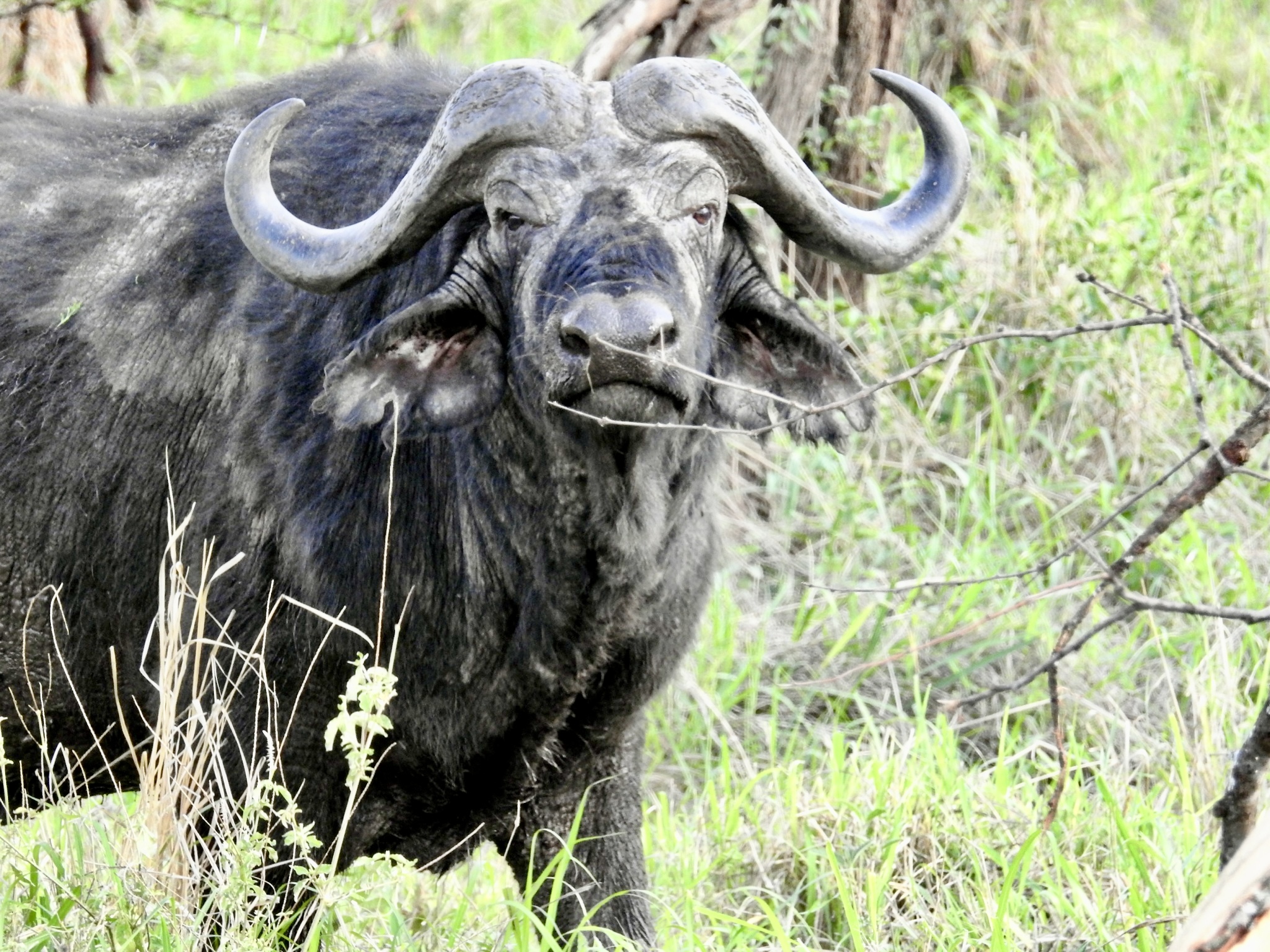 Wildlife photography in Tanzania