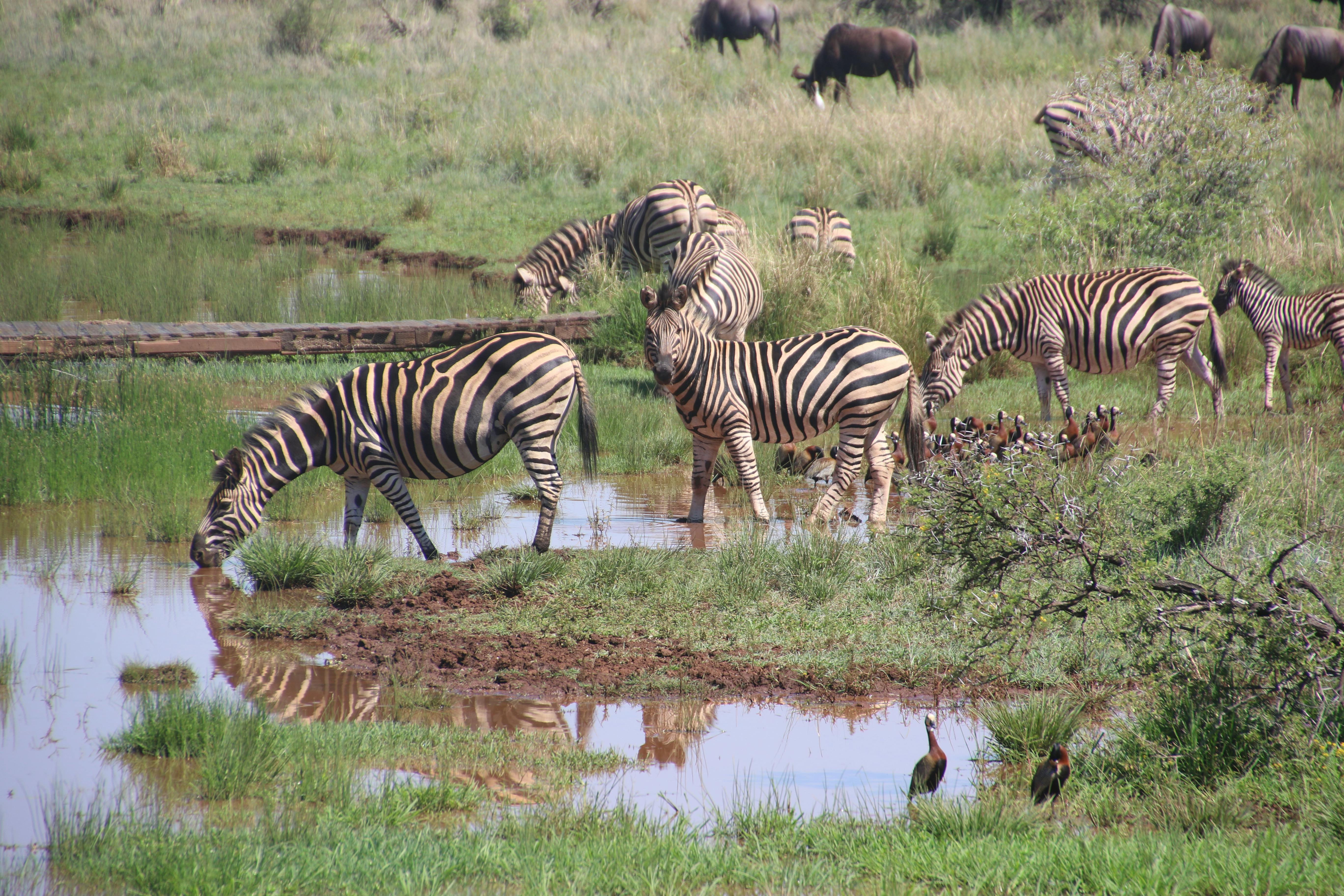 A scene depicting animal interaction in the Tanzanian savanna, like elephants communicating or antelopes on alert.