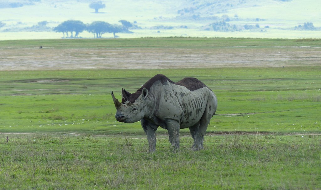 Critically endangered black rhino mother and calf in Ngorongoro Crater.