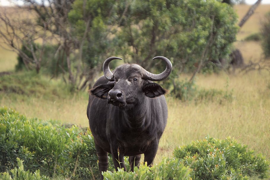 Herd of Cape buffalo warily observing from a muddy waterhole.