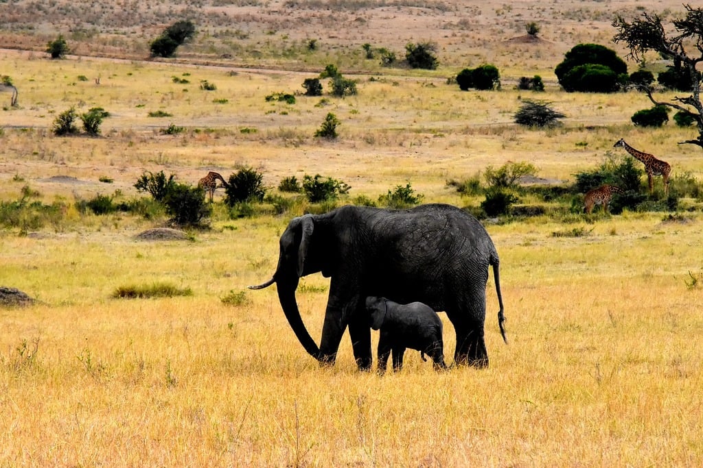 Information board displaying park entry and activity fees at a Tanzanian National Park entrance.