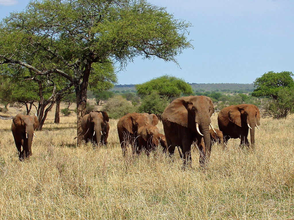 An experienced elephant matriarch confidently leading her family group.