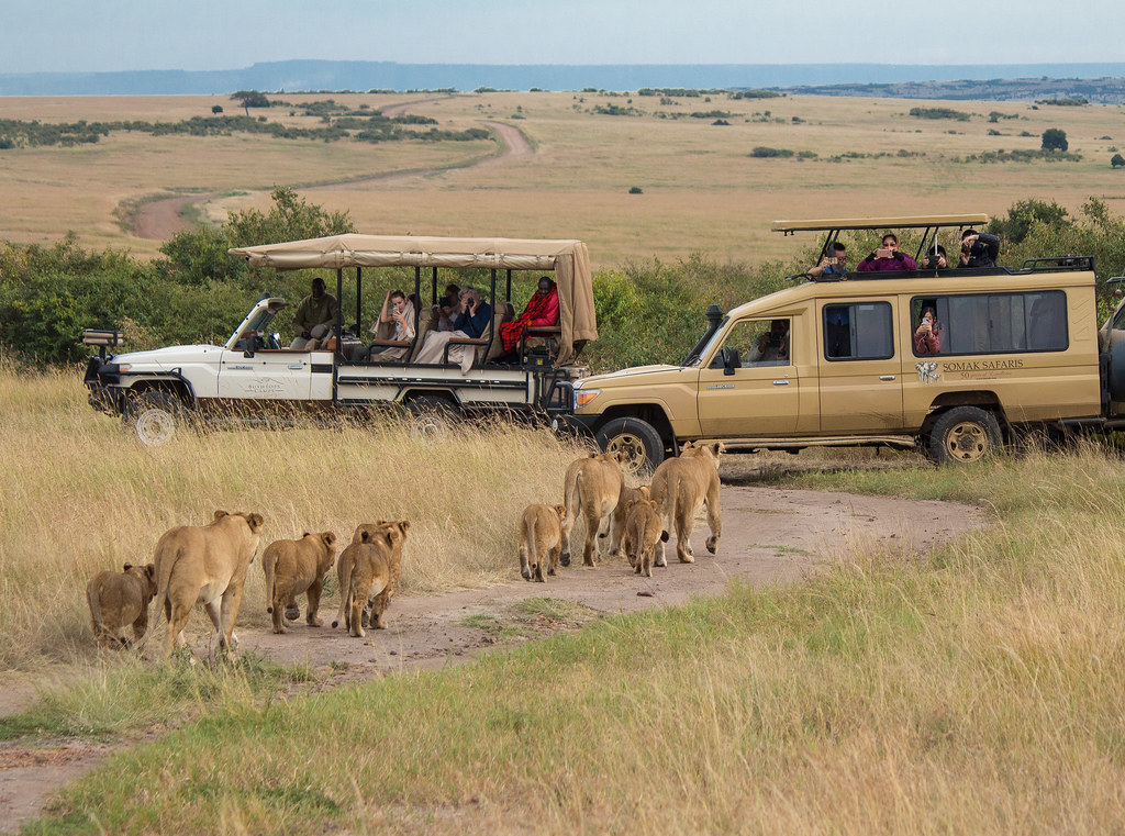 Illustration or photo showing appropriate viewing distance from wildlife.