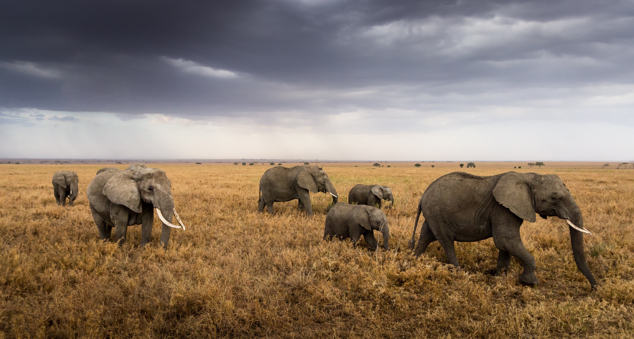 An experienced elephant matriarch confidently leading her family group.