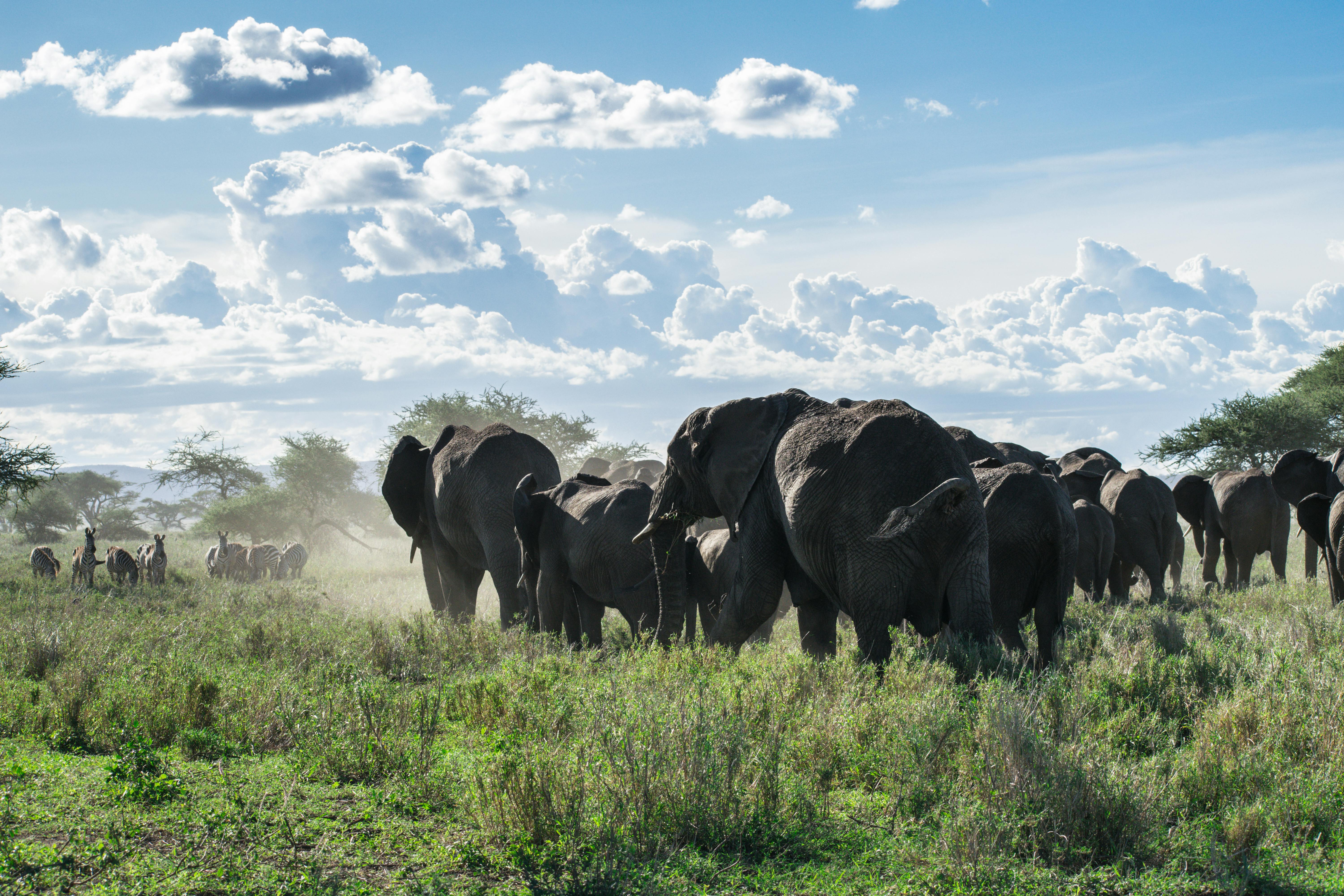 Two elephants greeting each other by intertwining their trunks, a sign of social bonding.