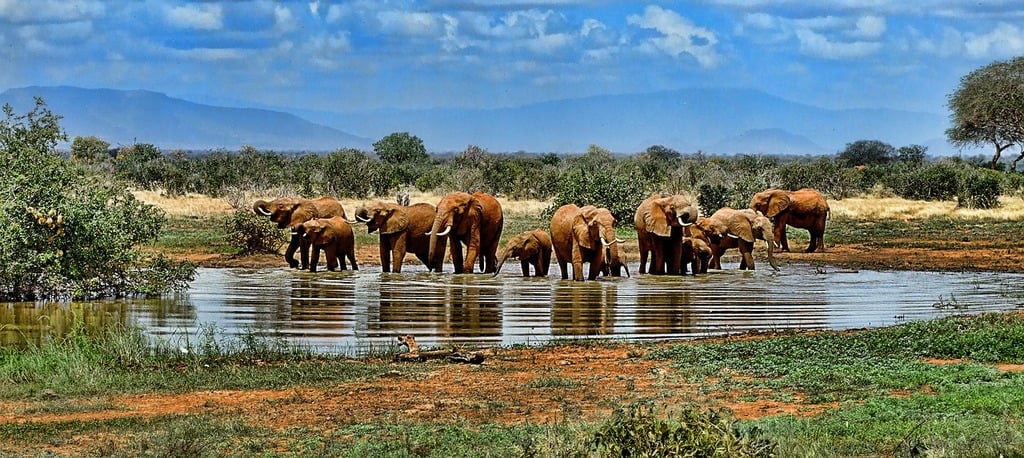 A young elephant calf staying close to its mother and other herd members for protection.
