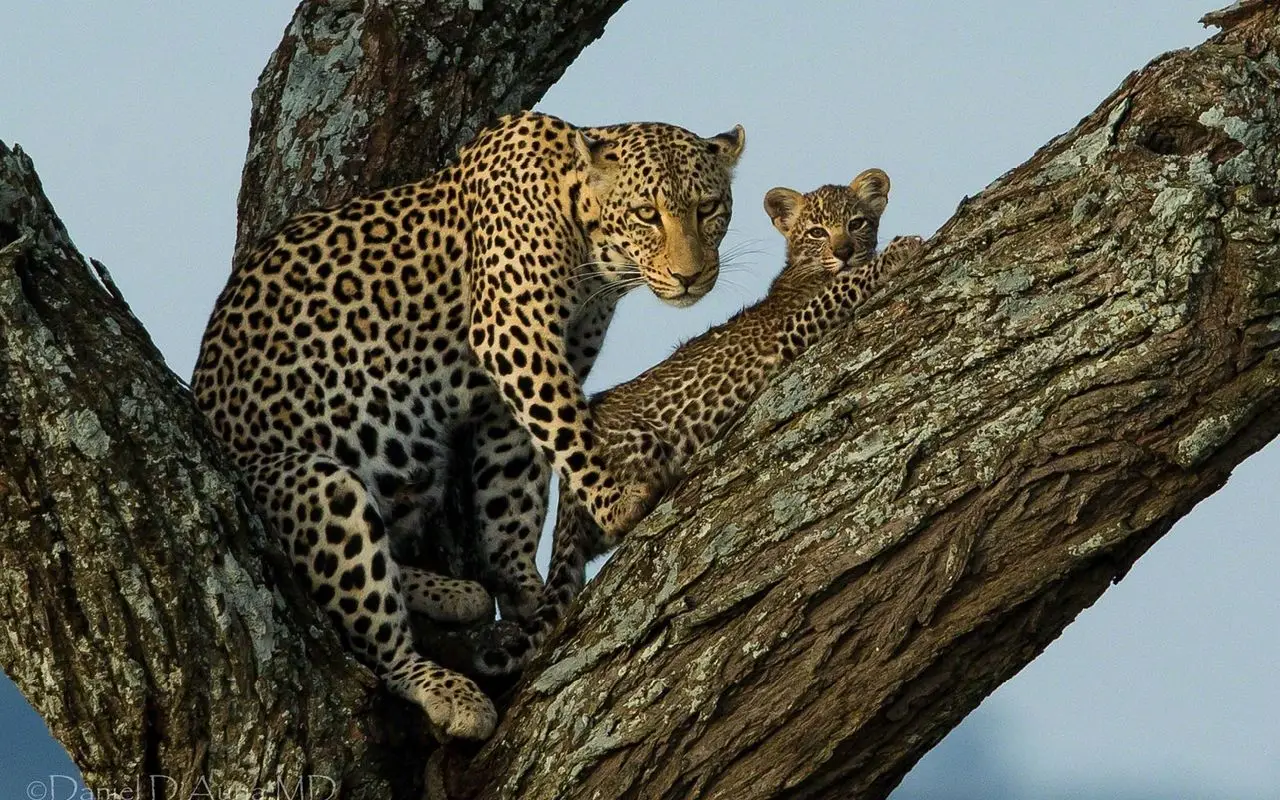 Intense eyes of a leopard peering through the foliage in dim light.