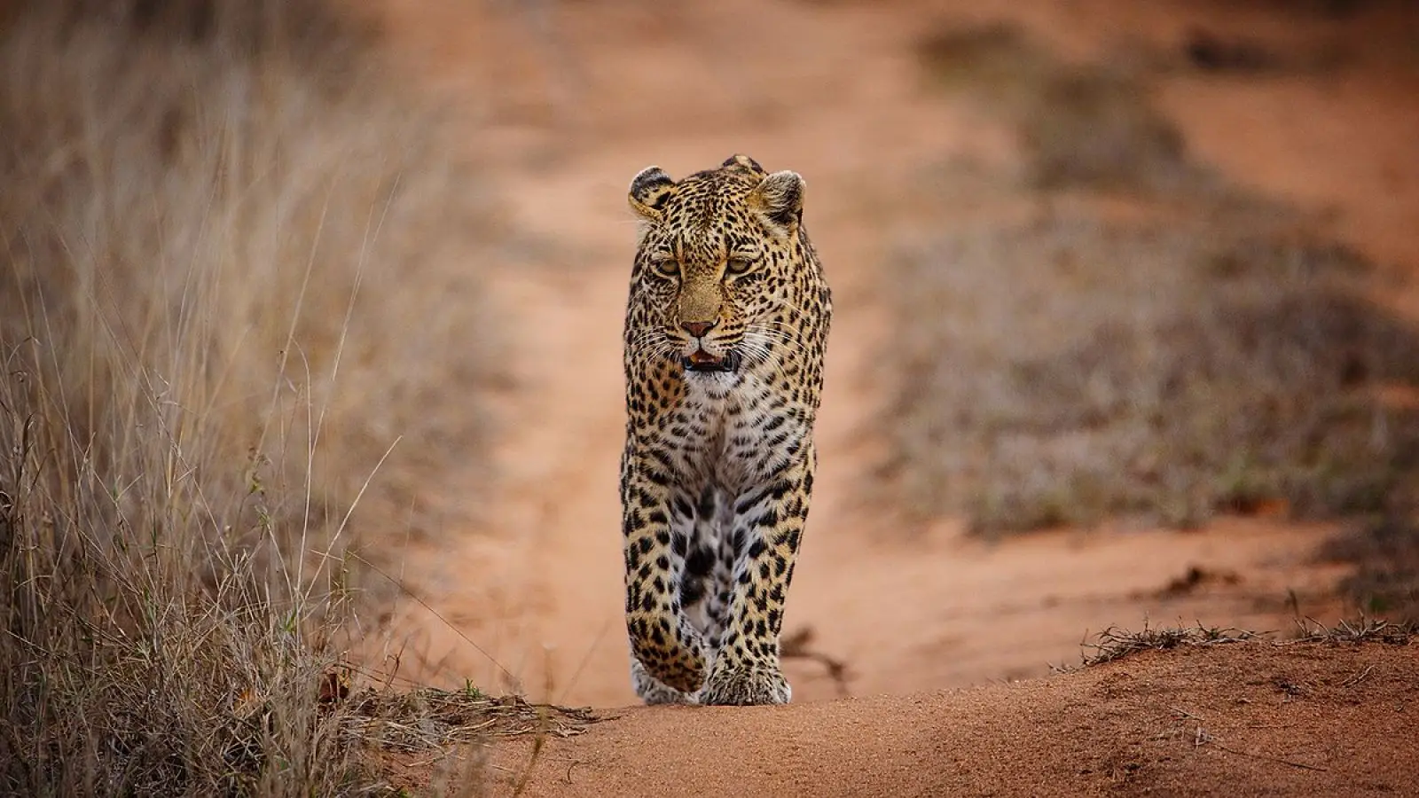 A leopard with its kill (e.g., an impala) hoisted into a tree in Tarangire.