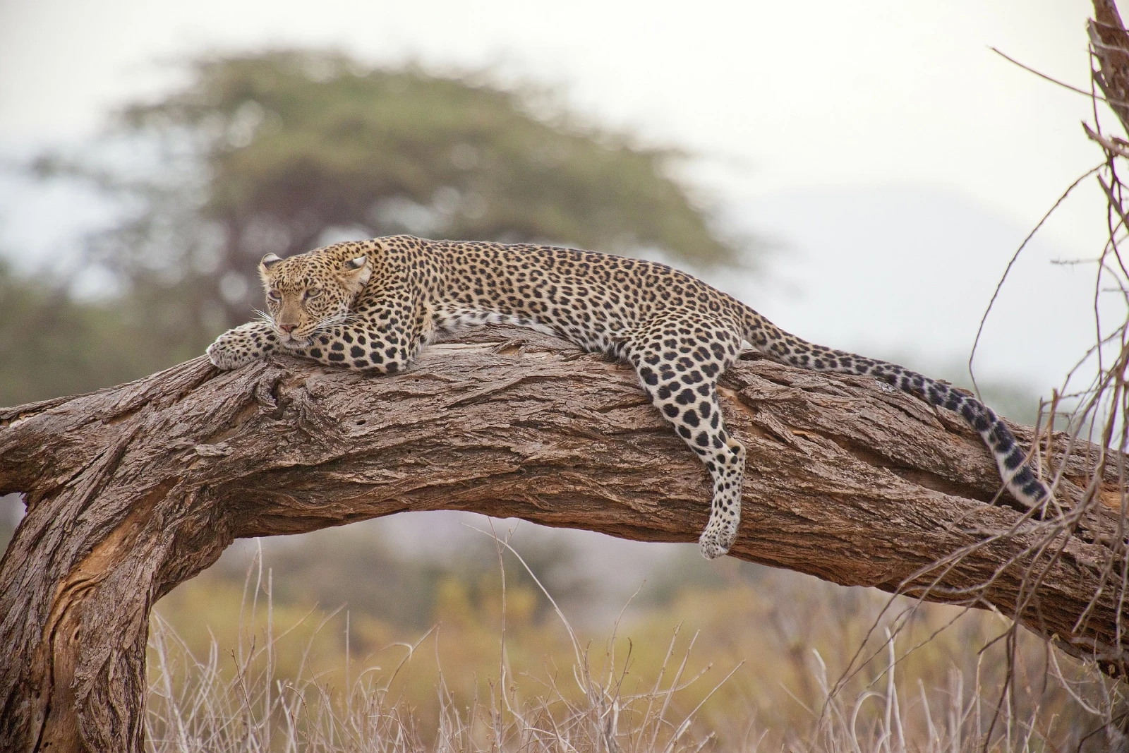 A leopard confidently walking along a dry riverbed in Tarangire.