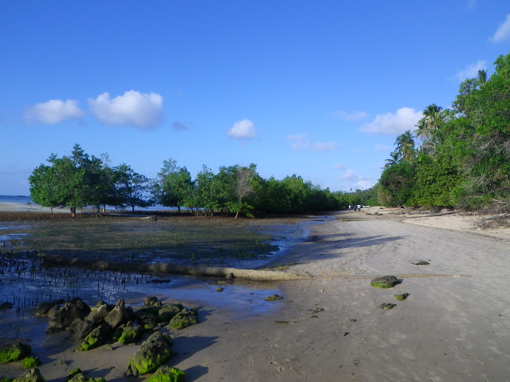 Tranquil white sandy beach lined with palm trees on Mafia Island.