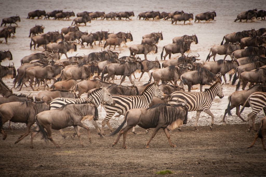 Wildebeest calves taking their first steps in the Ndutu plains during calving season.