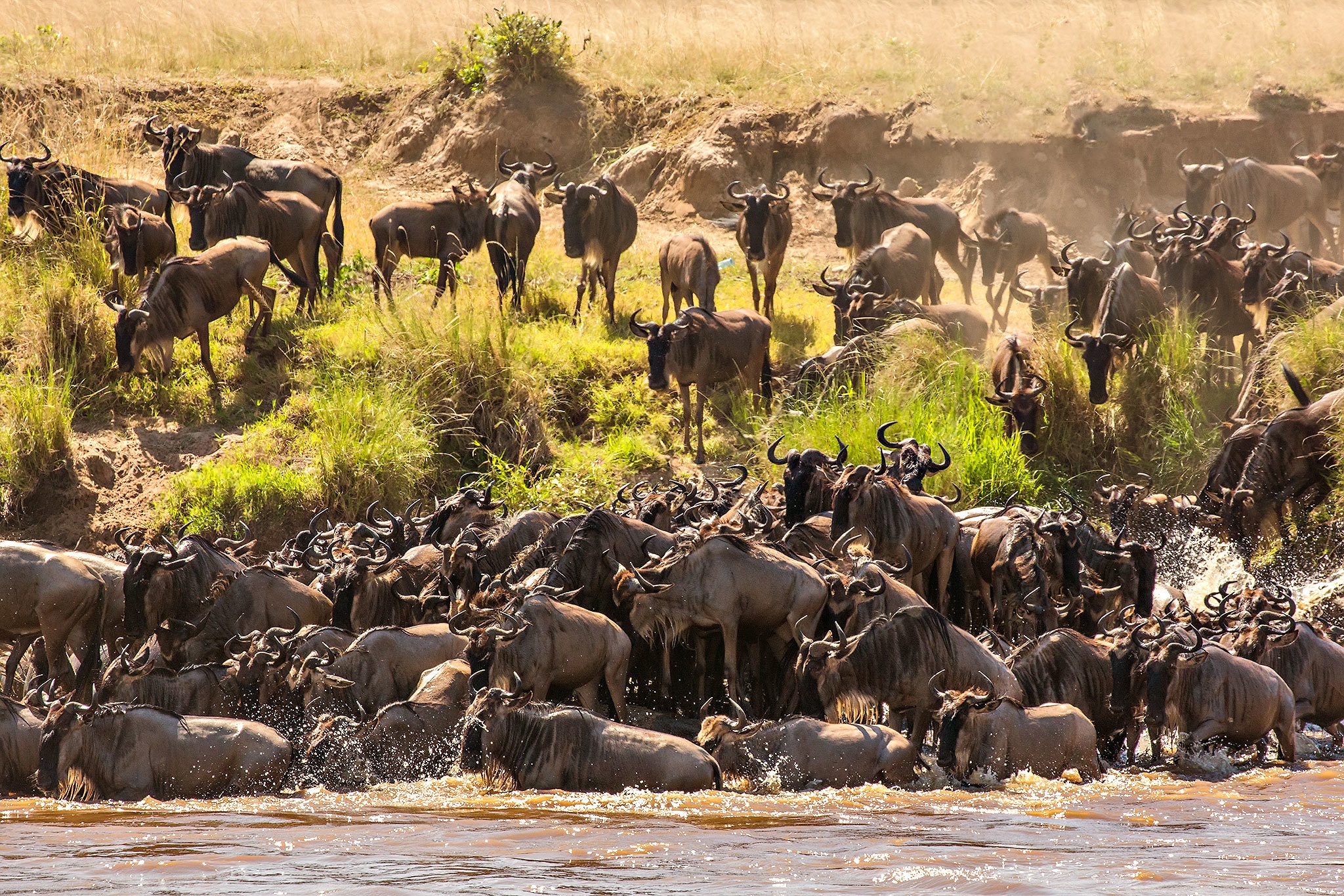 Dramatic river crossing of wildebeest navigating crocodile-infested waters of the Mara River.