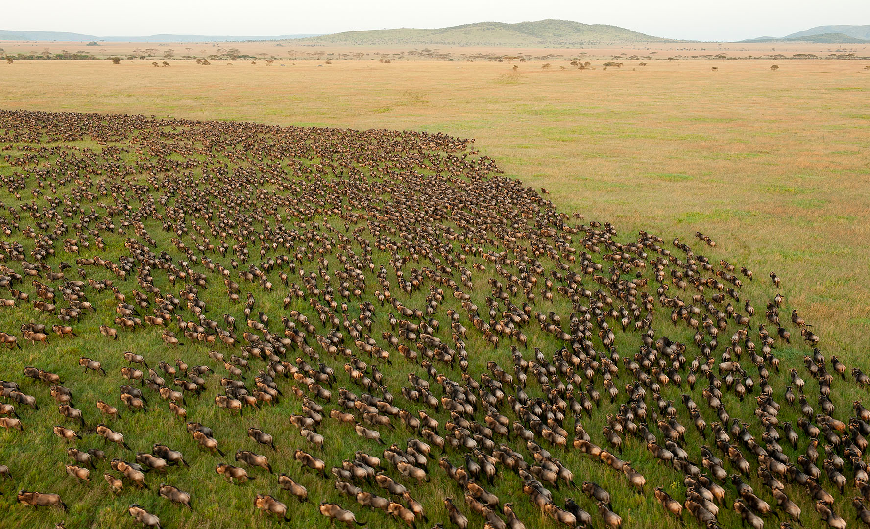 Endless lines of wildebeest stretching to the horizon on the Serengeti plains.