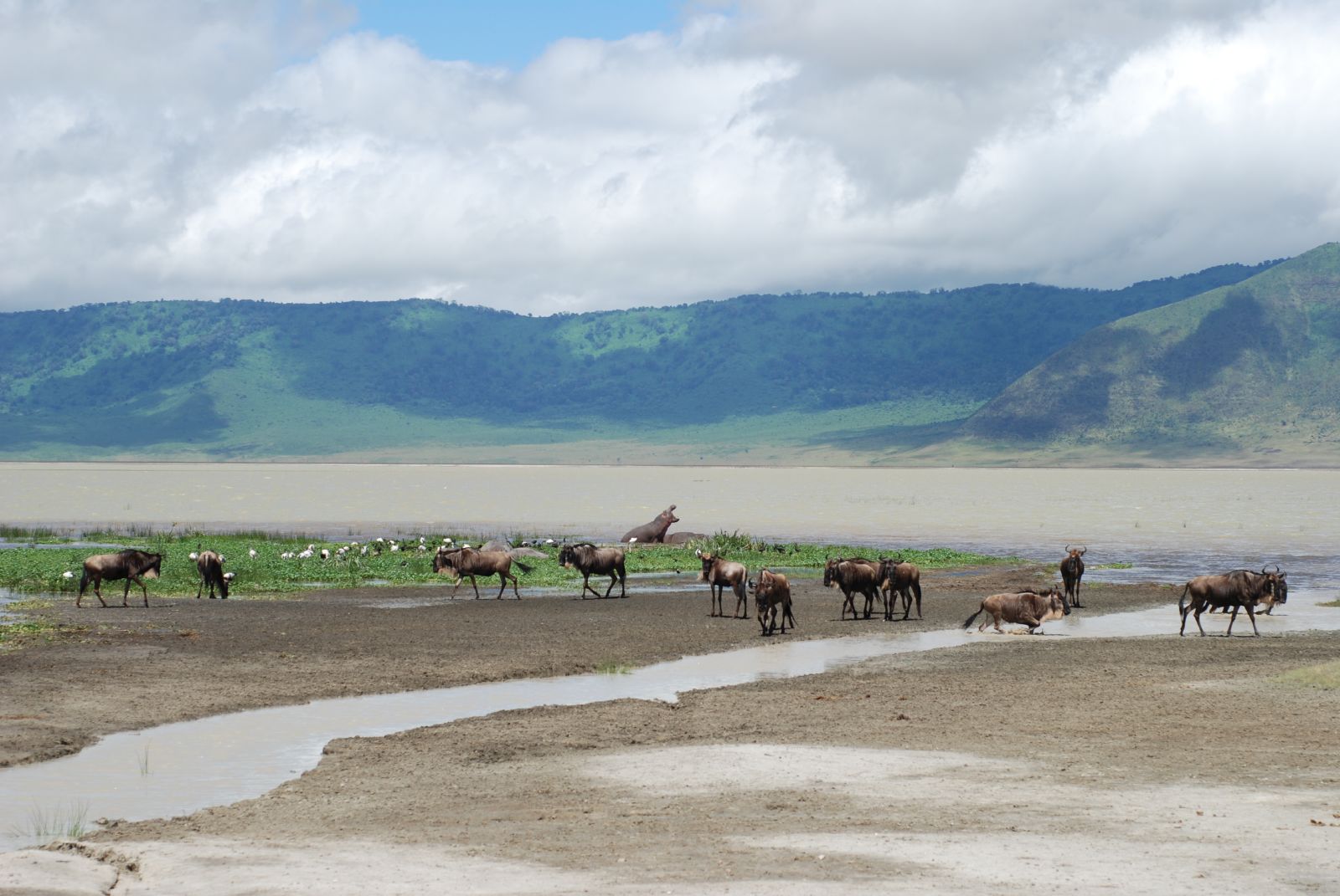 Wildlife grazing on the floor of the Ngorongoro Crater with the caldera walls in the background.