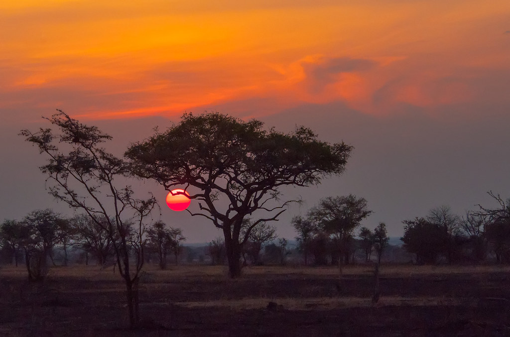 Lions resting on a rocky kopje in the Serengeti.