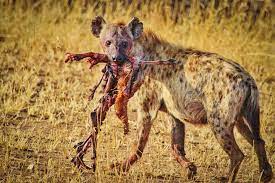 A tenacious Honey Badger foraging in the African bush.