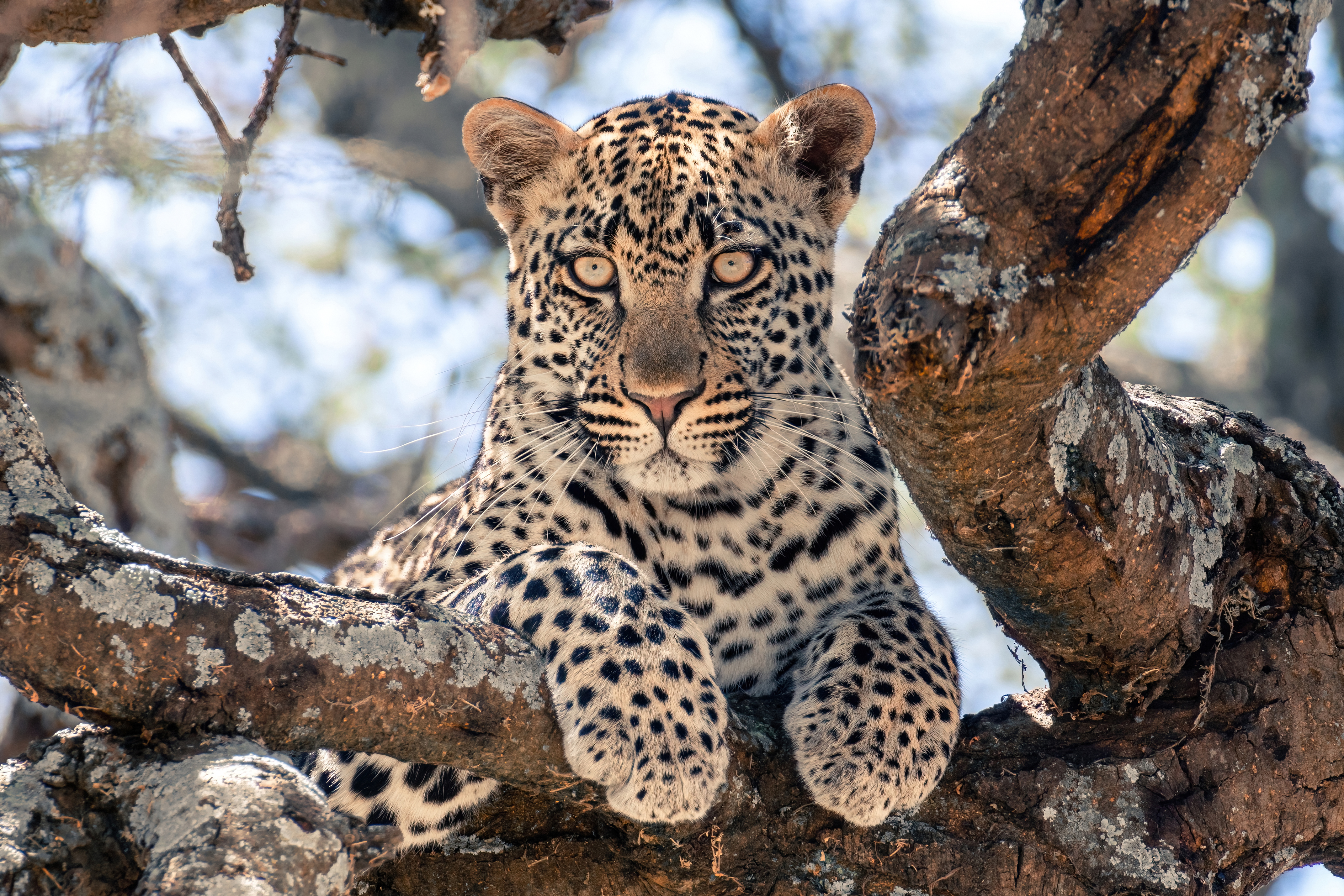 A leopard resting on a large sausage tree branch in Tarangire National Park, perfectly camouflaged.