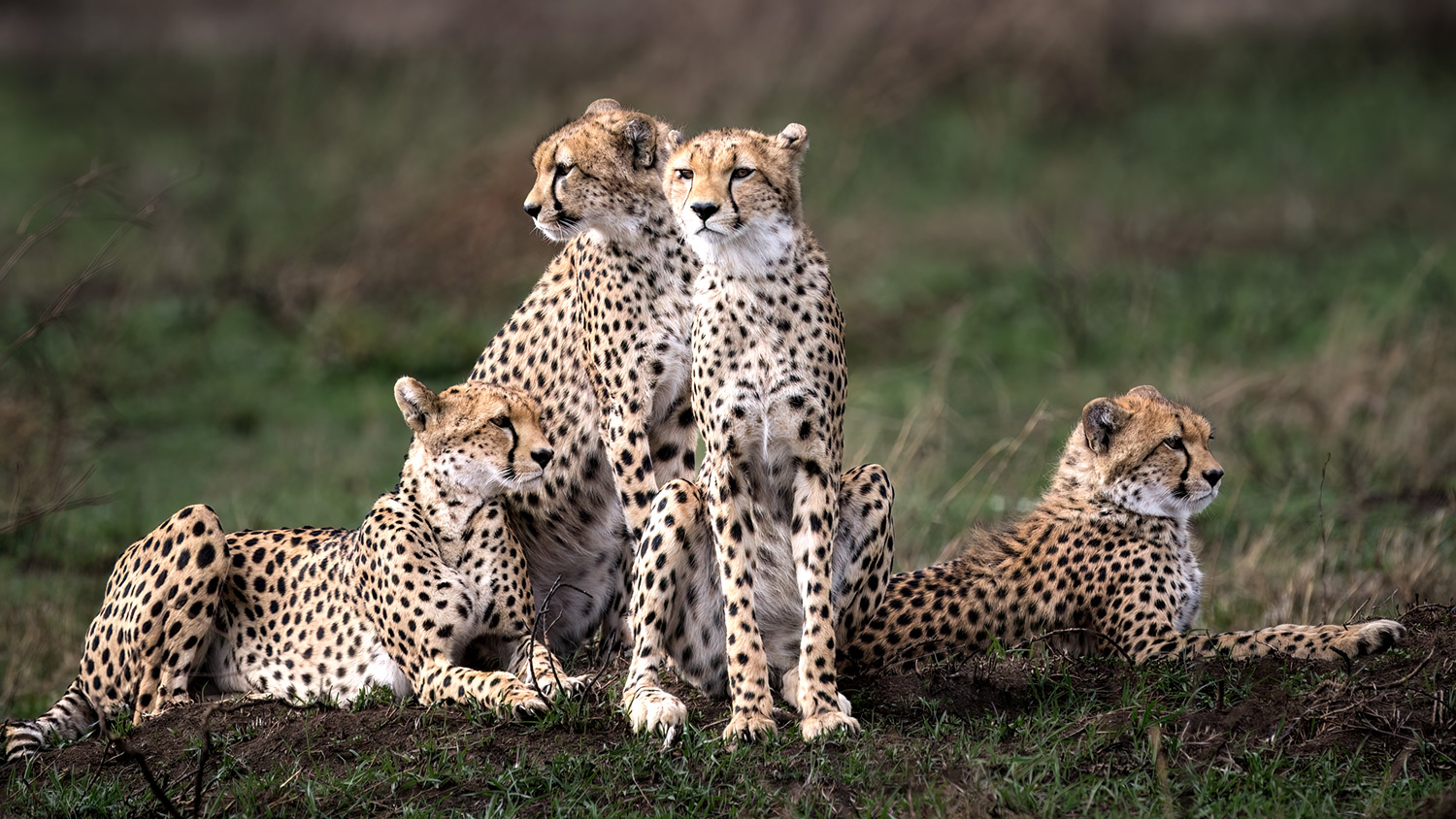 Tanzania Landscape - Safety Information for Tourists, highlighting safe travel