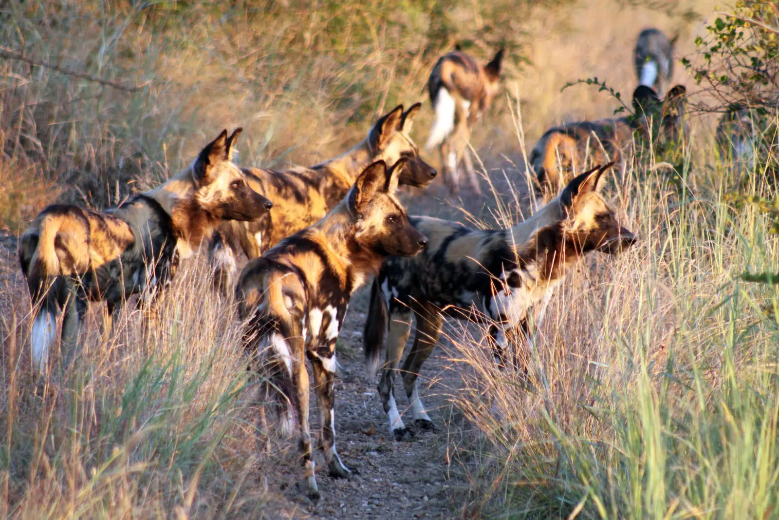 A collage showcasing some of Tanzania's lesser-known but fascinating wildlife like a serval, wild dog, and kudu.