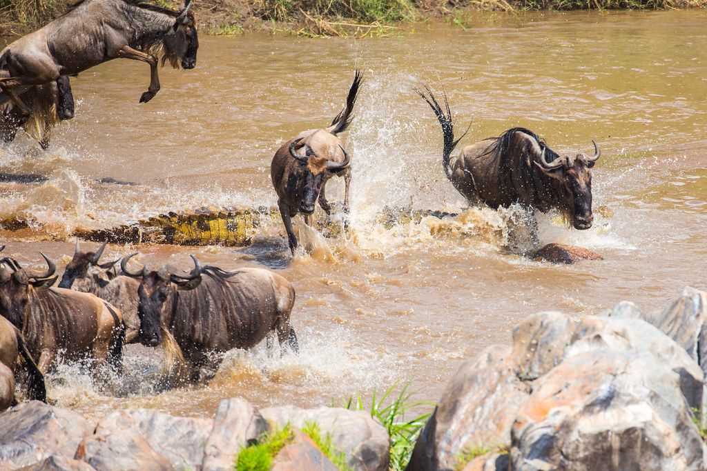 Wildebeest migration in the Serengeti