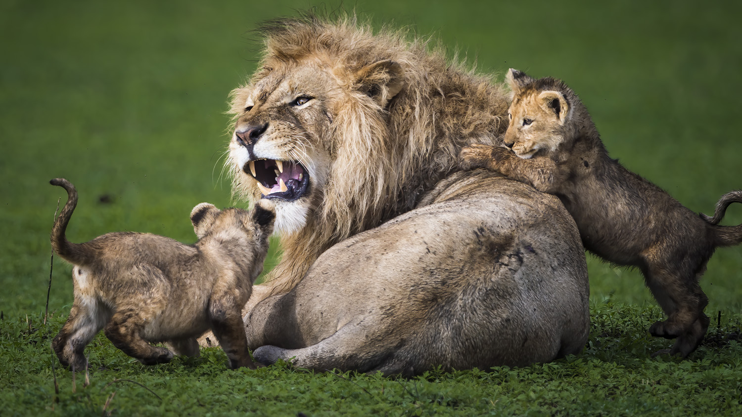 Tanzania Safari