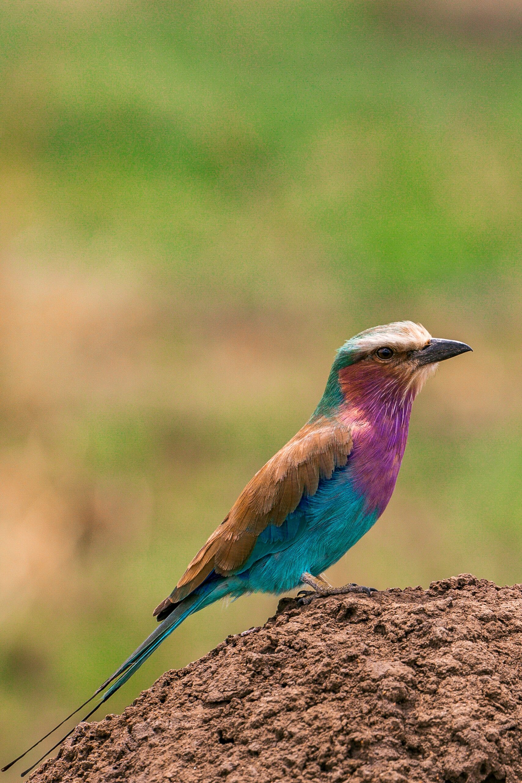 BIRDWATCHING SAFARIS
