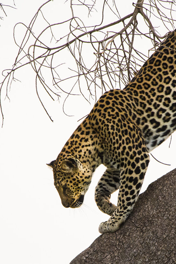 PHOTO SAFARIS