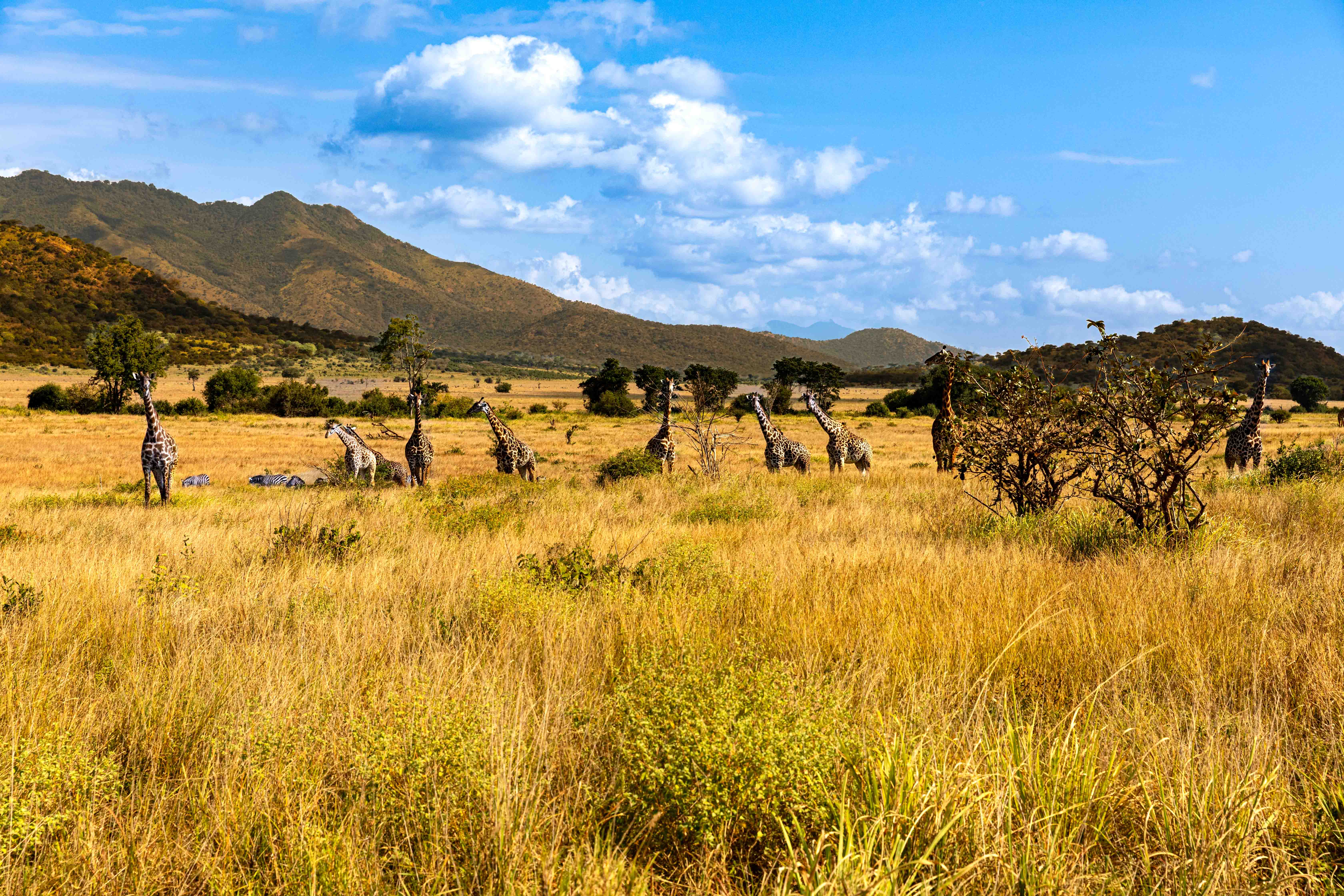 FAMILY SAFARIS