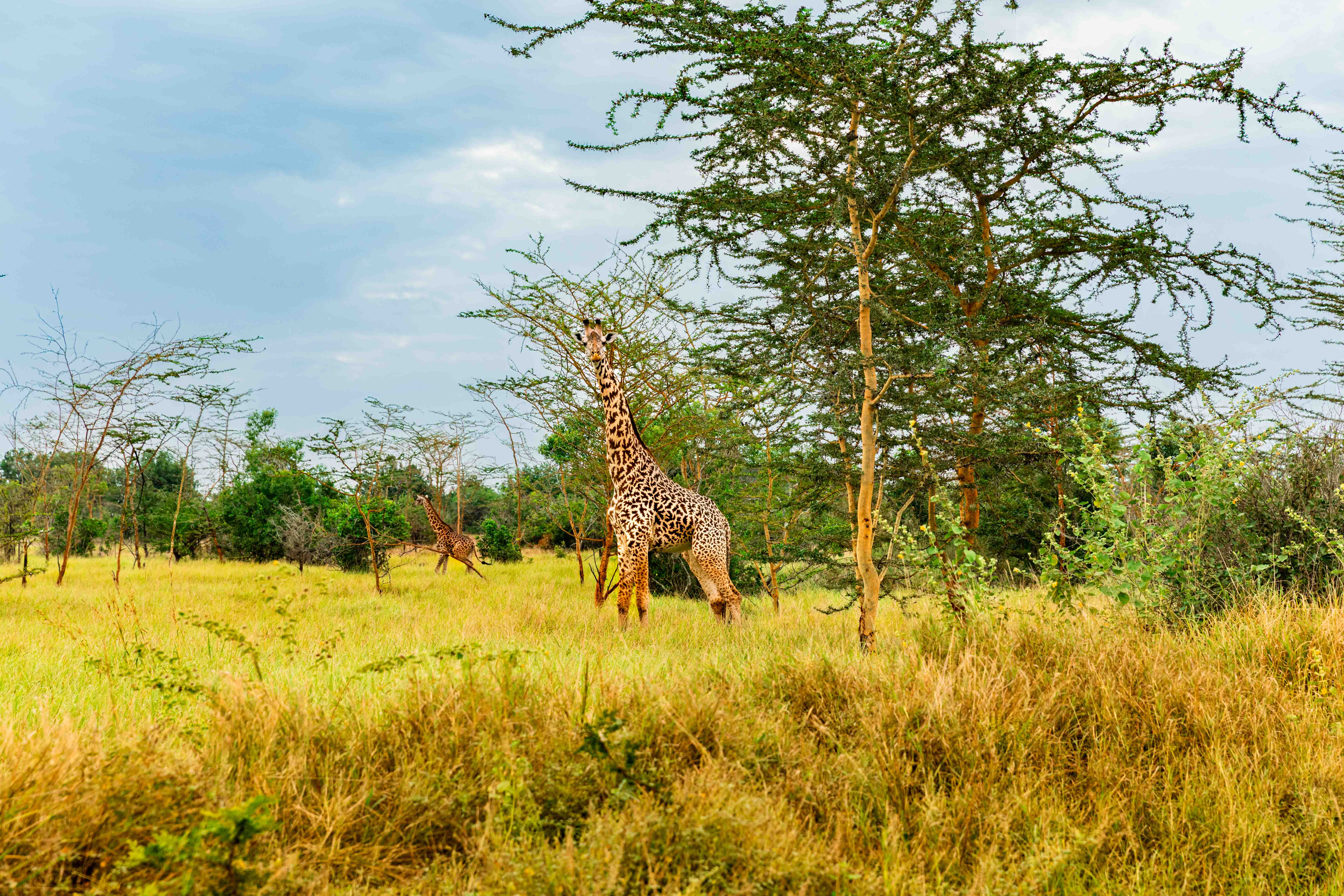 Savanna landscape in Tanzania
