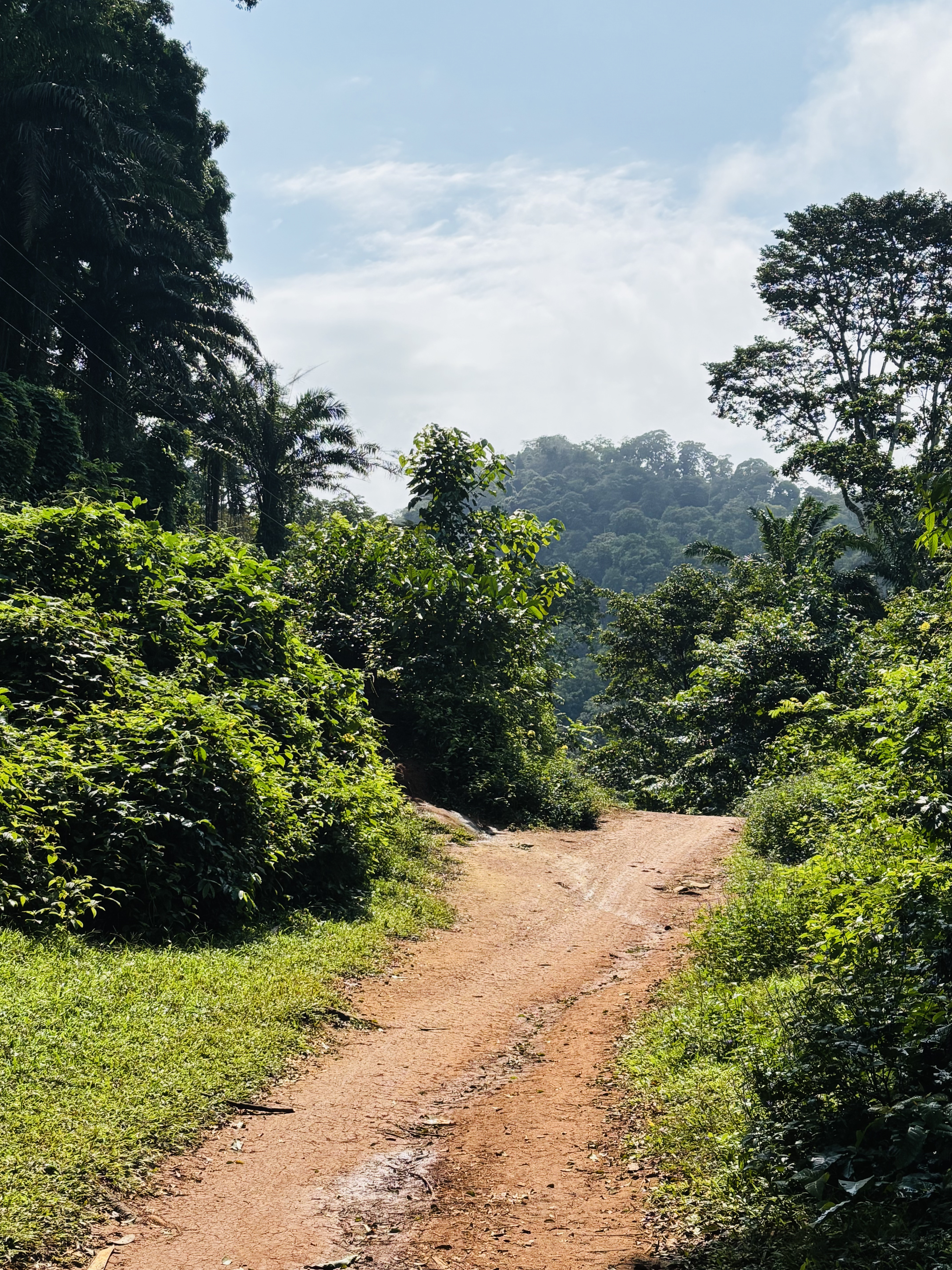 Terraced farming on the slopes of the Usambara Mountains, showcasing local agriculture.