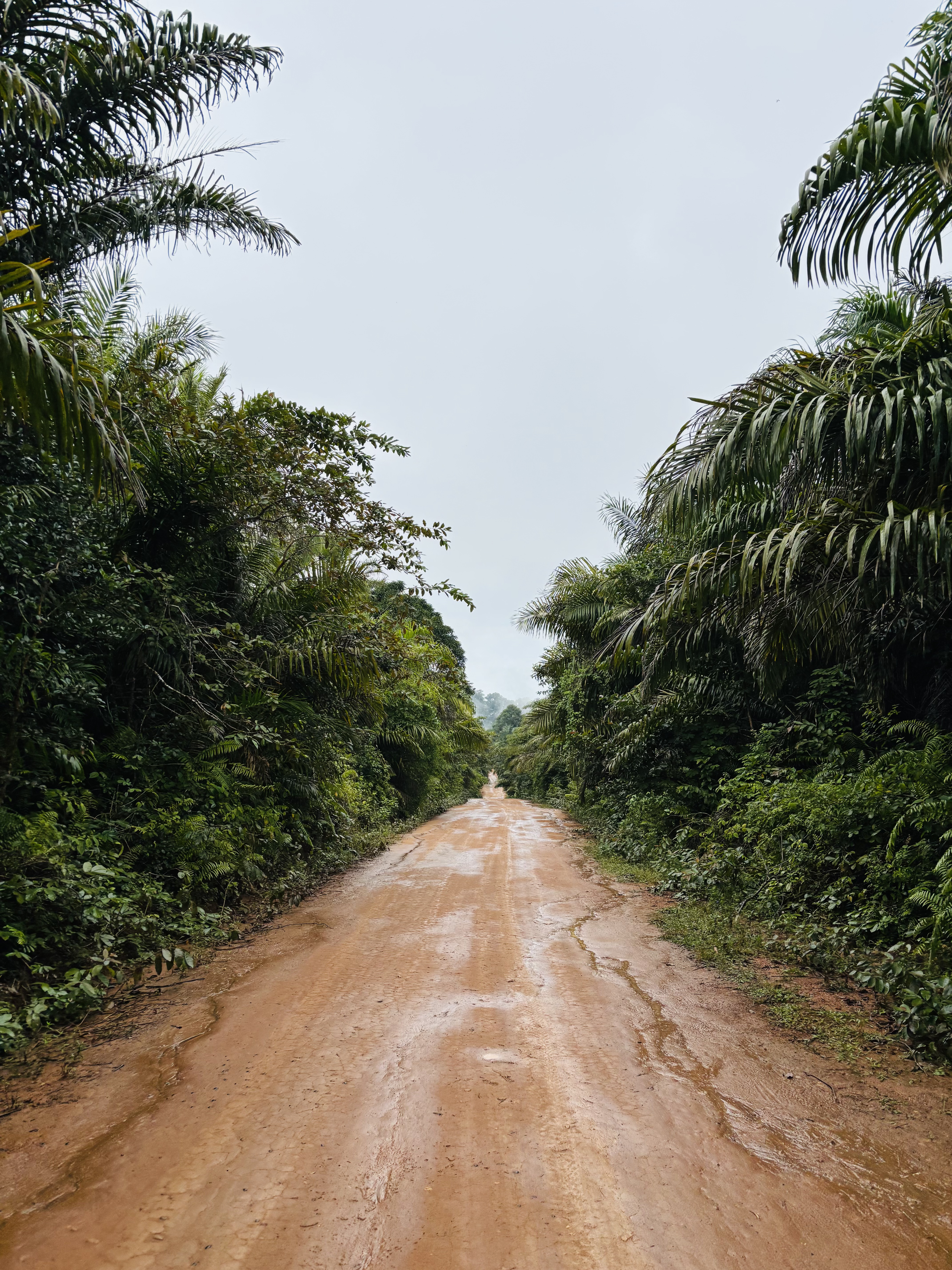 Terraced farming on the slopes of the Usambara Mountains, showcasing local agriculture.