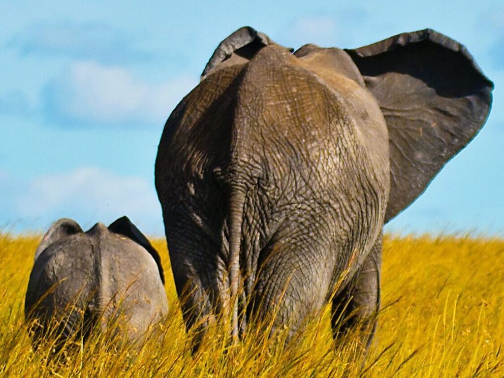 "10 Days Safari Adventure: Ngorongoro, Serengeti & Zanzibar Beaches"