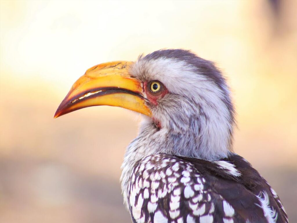 15 Days Authentic Tanzania Private Safari & Beach Bliss