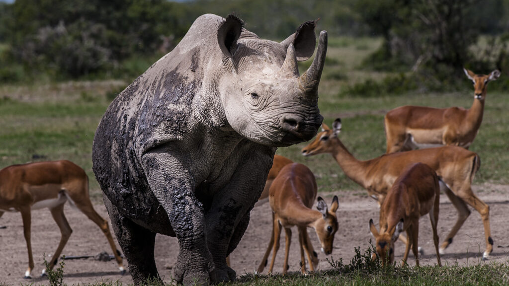 15 Days Authentic Tanzania Private Safari & Zanzibar's Beach Magic