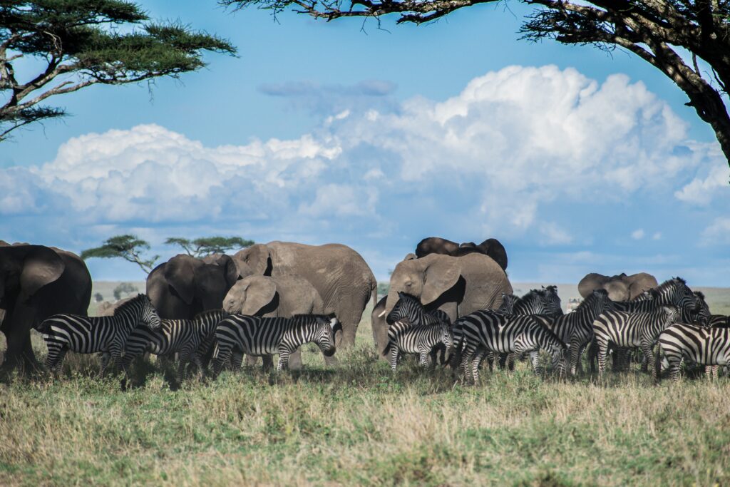 A large elephant herd, led by a matriarch, walking across the plains of Tanzania.