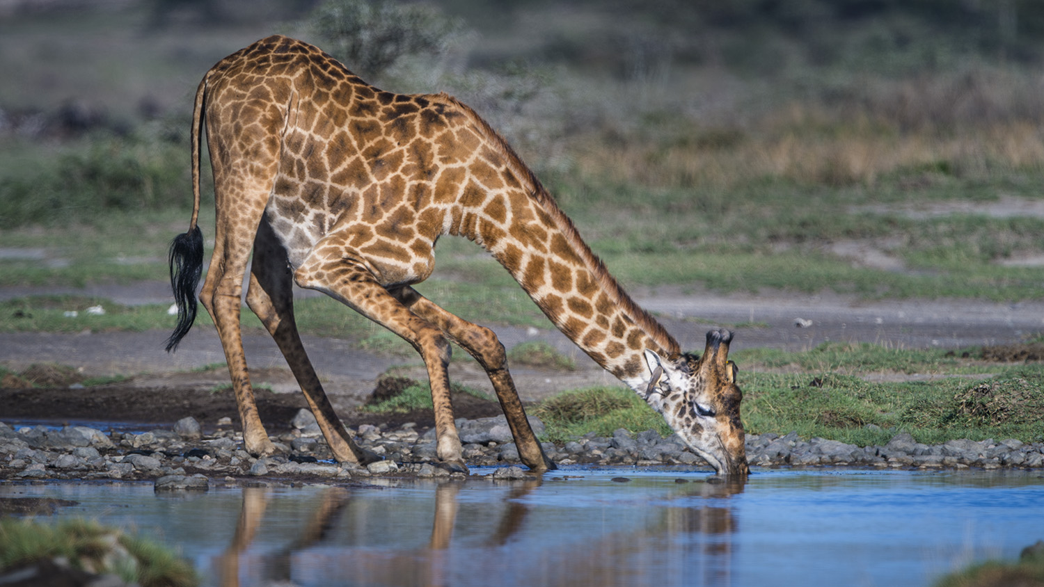 "14 Days Hakuna Matata Bush to Beach Safari: Southern Tanzania & Dream Beaches"