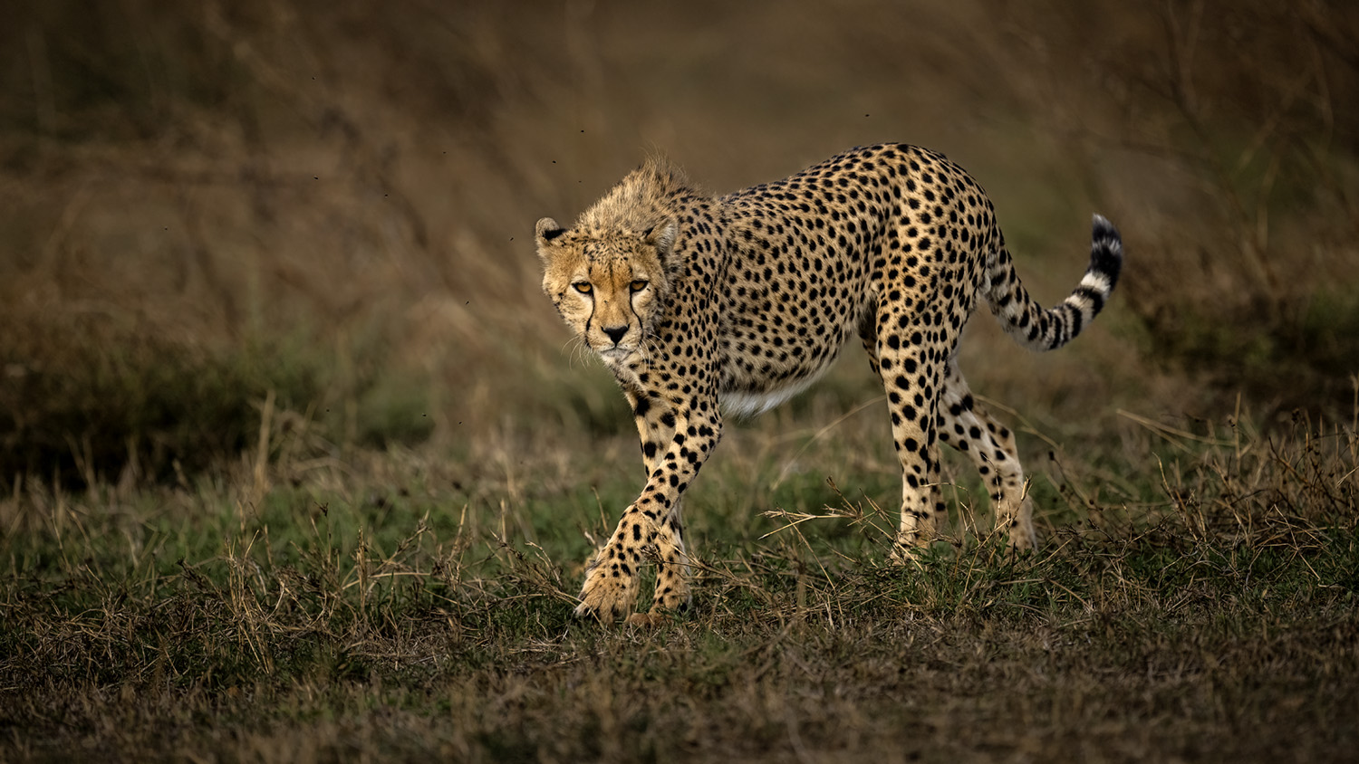 "10 Days Tanzania: Wildlife, History & Zanzibar Beaches"