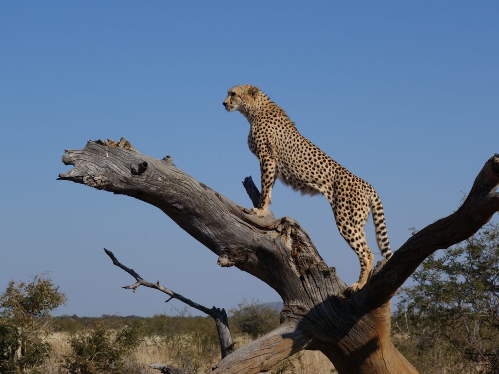 "15 Days Safari & Beach: Unspoiled Wilderness in Southern Tanzania"