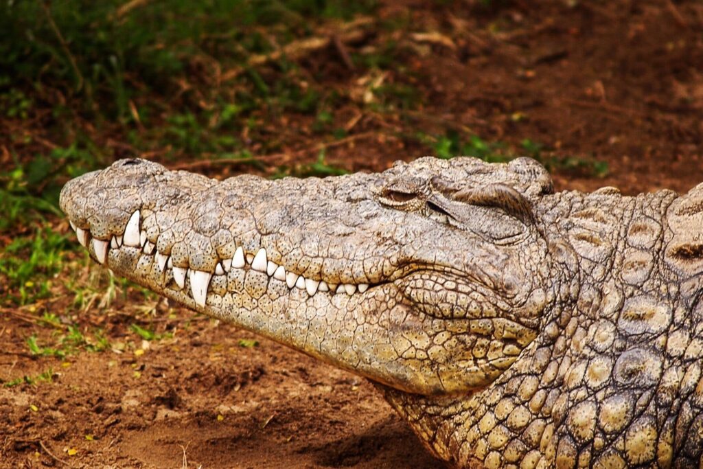 "14 Days Exclusive Safari & Beach: Northern Tanzania and Coastal Paradises"