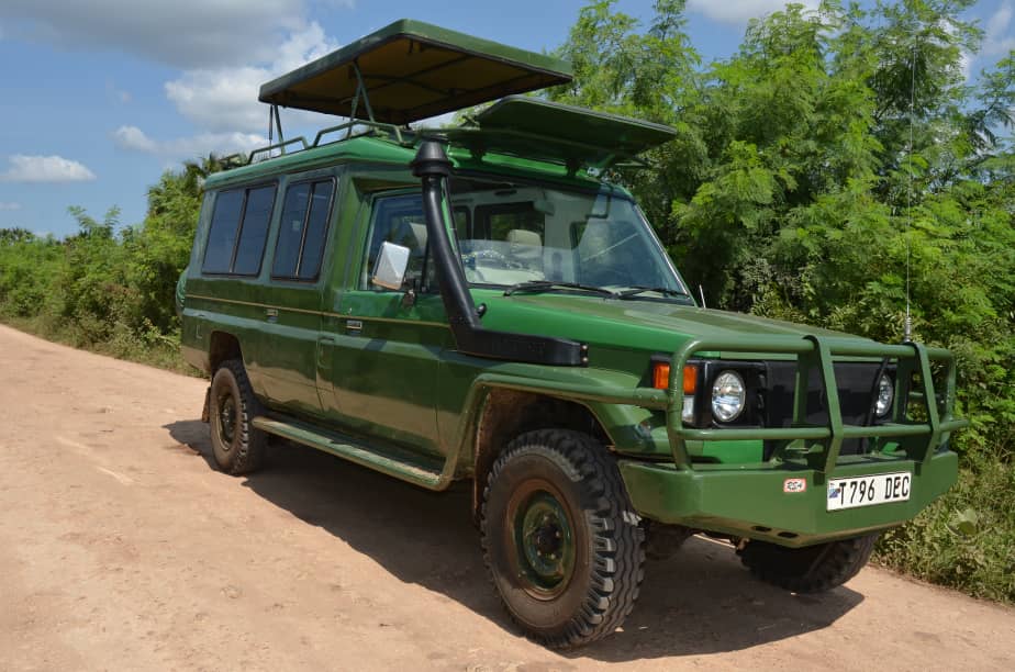 Safari Scene