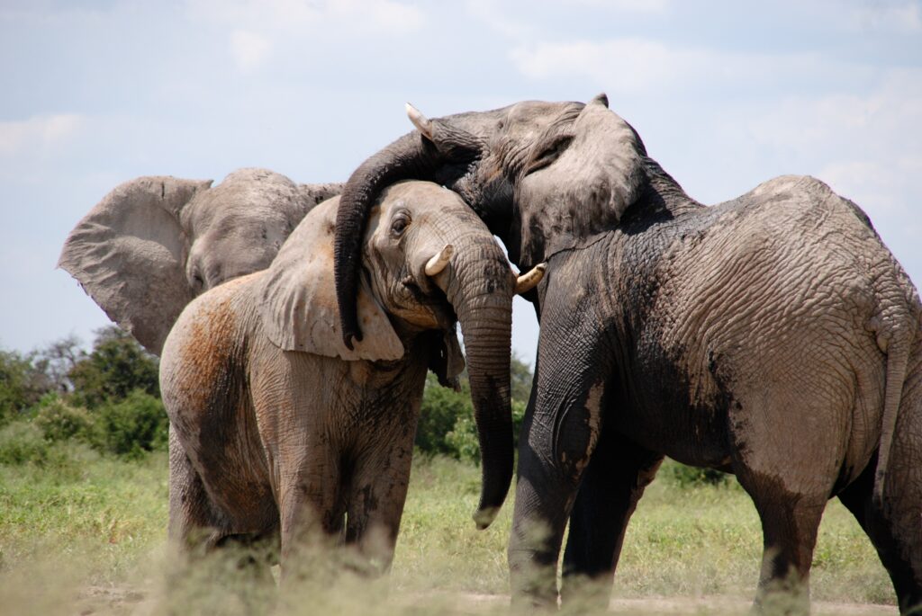 bush-2-beach-safari-Tanzania-private-safari-eyes4naturesafaris