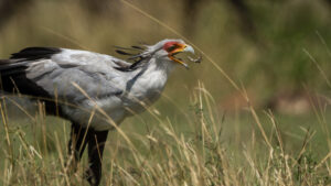 Birdwatching-Safari-Tanzania