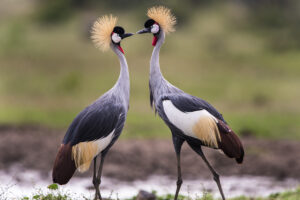 Birdwatching-Safaris-in-Tanzania