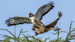 Birdwatching-Safaris-in-Tanzania