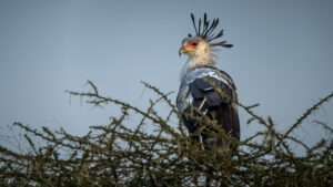 Birdwatching-Tanzania