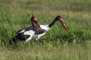 Birdwatching-in-Tanzania